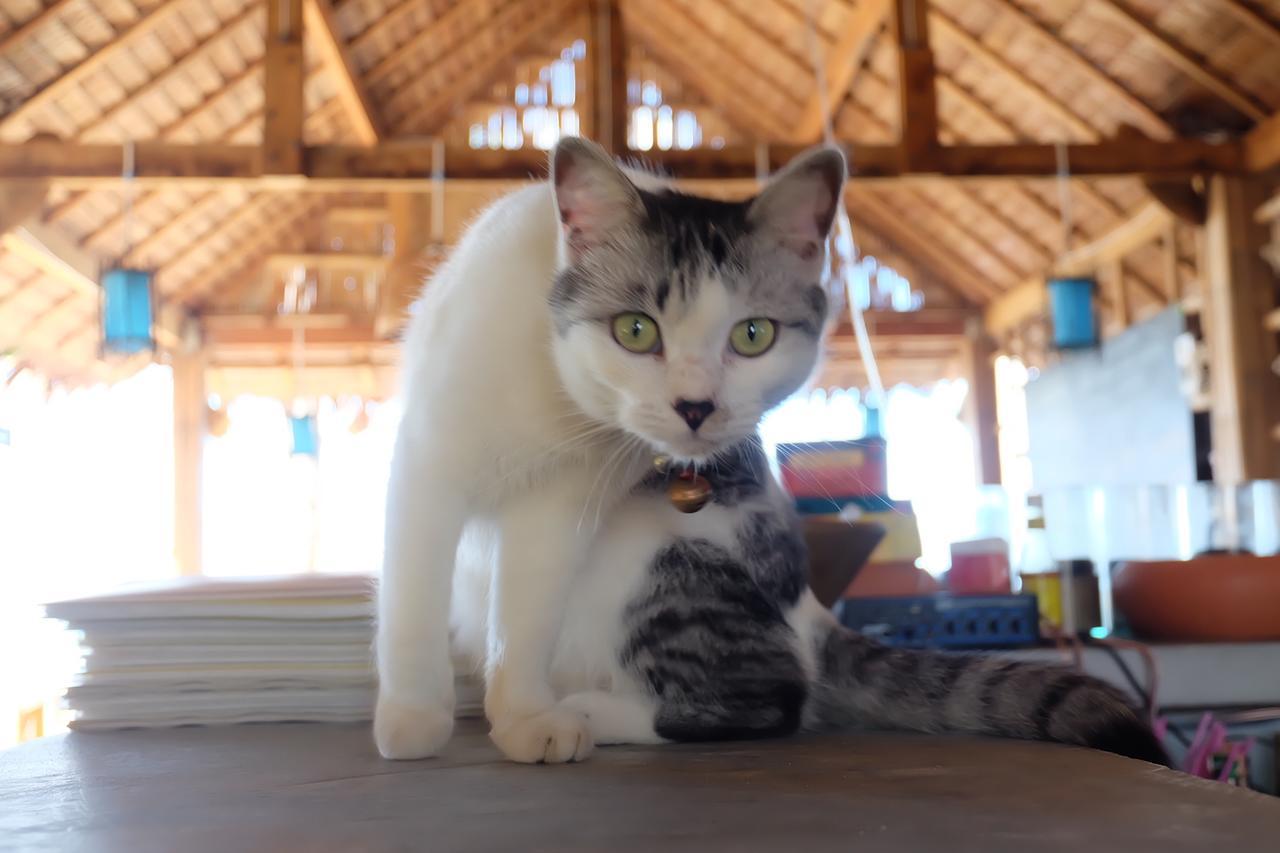 Monkey Bungalow Ko Lanta Buitenkant foto